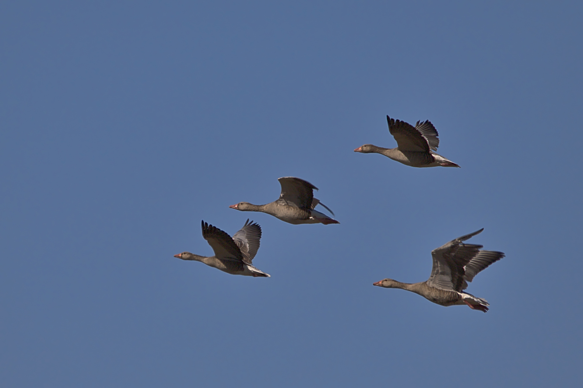Gänsegeschwader 08-15